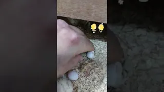سبب وضعنا بيض الكوكتيل في الفقاسه
