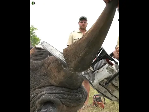😲🔥सरकार गैंडे के सींग क्यों काट रही है? #shorts #animals #shortsfeed