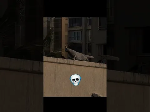 You cant bully cats 💀