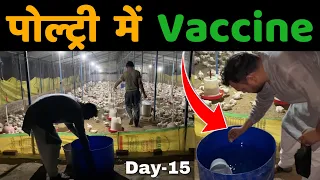Day-15 , Vaccine process in my poultry farm