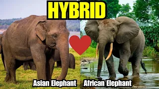 AFRICAN vs ASIAN Elephants! MIXED?