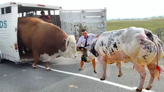 Eggs Animal Rescue BABY CALF BORN Incredible Pretty Girl Chicken Pig Rabbit Farm​ Cow Milk Farming