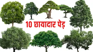 जीवन में इनमे से कोई एक पेड़ लगालो, १० पीढ़ियाँ याद रखेगीं 🌳🔥