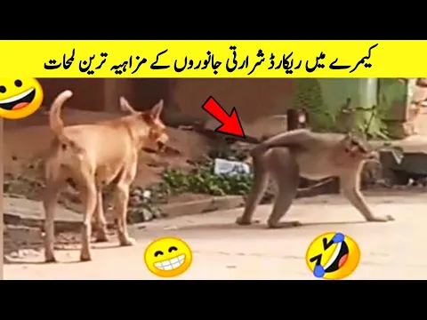 Funny Animals Moments Part 07_Be a Pakistani.