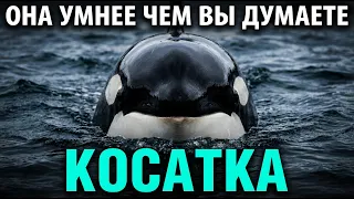 Косатка: самый умный хищник океана — и почему он не трогает нас