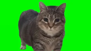 cat reacts to spinning oiiaoiia cat meme🐈‍⬛😹