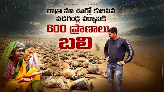 600 ప్రాణాలు బలి😭 | Village Vihari Village