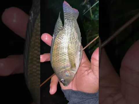 Dapat adiknya buaya,panah ikan malam-malam😋 #67 #KOOKIKO