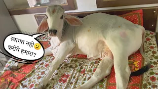 Prithu अभी भी Bed पर Sota है। 😄 | Cowsblike