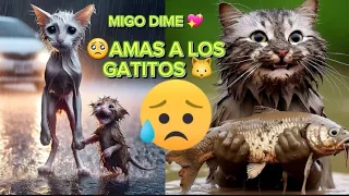 !Imposible no amar! ( un ) GATITO MIAU MIAU.Herá cantar a toda la fimilia 🐱💖