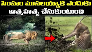 సింహం ఎందుకు ఇలా చేస్తుంది I Life of old lion I Interesting Facts