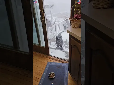 Dogs and Winter#funny #dog #dogvideos