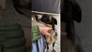 Mascotas y animales  está en vivo