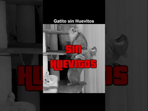 GATITO SIN HUEVITOS