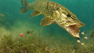Why Is This Pike Eating Carp Bait? (Underwater Footage)