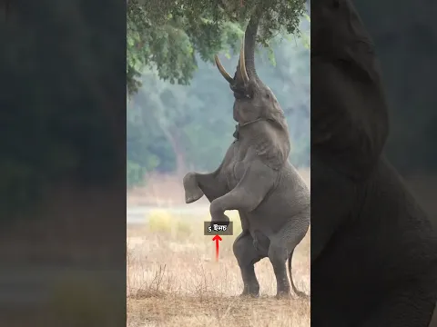 হাতির পা এত নরম কেন 🙂