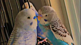 20 minutes of budgies playing and eating #budgielove #budgies
