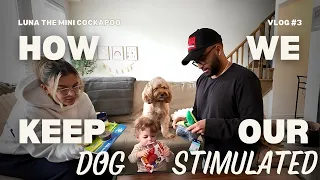 How We Keep Our Mini Cockapoo Stimulated
