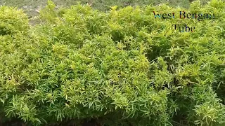 Garden Tips 09 || Accurate Grow Duranta with natural view