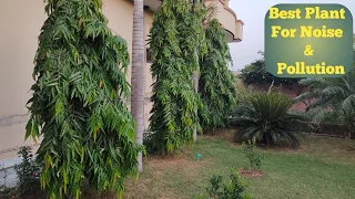 Rapid Growth Tips Of Growing Ashoka Tree || Polyalthia Longifolia