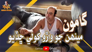 Gamoo Menhin Jo Waarro Kholay Chadyo | Asif Pahore (Gamoo)