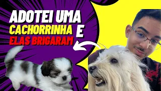 ADOTEI UMA CACHORRINHA E ELAS BRIGARAM *inacreditável