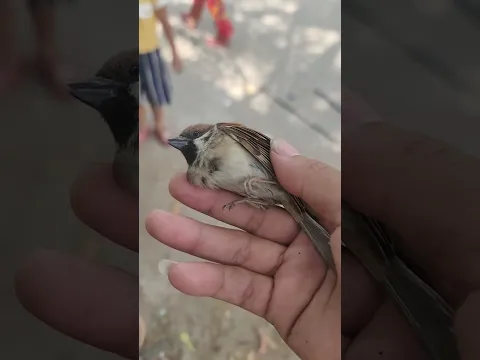Rescue Small Baby Birds ...ជួយសង្គ្រោះកូនចាប🧬🕊️ #shorts #rescue #birdrescue #birds #animalsrescue