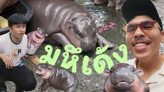 มหึเด้ง - กำเนิด หมูเด้ง @khamoo.andthegang