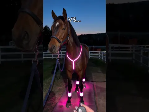 Comment "Horse" if you need these for your horse 🐴#equestrian #gallop #horse #usa #horsebackriding