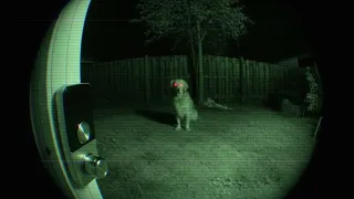 APPALACHIAN SKINWALKER DOG