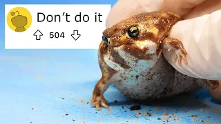 I bought the 'illegal' Fat Frogs so you don't have to