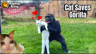 Cat Saves Gorilla's Life... TWICE