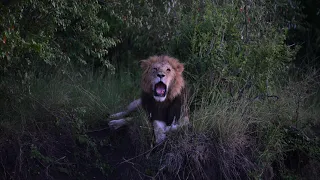 Ol Kinyei Conservancy | Untamed Wildlife in Kenya’s Maasai Mara