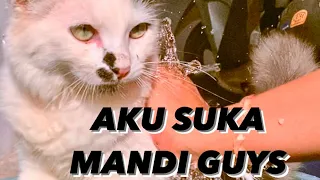KEPIN KUCING SUKA MANDI‼️‼️🤣