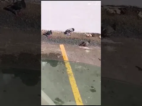 birds sun bathing after thier quick swim shorts II w2healing