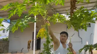 HOA ĐU ĐỦ ĐỰC LUỘC