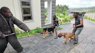 TRAINING GUARD DOGD 
