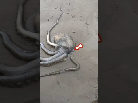 This octopus forgot his home 😱 #shortvideo