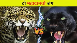 Black panther vs Jaguar 😱। कौन जीतेगा ये जंग। क्या होगा जब भेंडेंगे दो महा दानव 😱।fact series