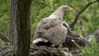 Eagles Hunt Prey to Take Great Care of Their Young