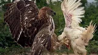 A white hen was catch by Hawk Eagle 