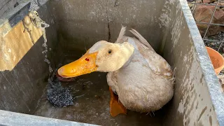 LIVE WITH THE DUCKS!!!