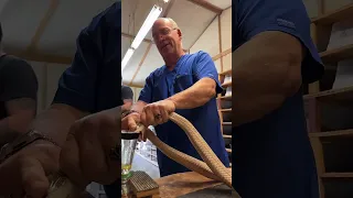 20+ Monocled Cobra venom extractions and training for future permittees.