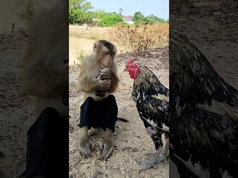 Great video Super SokYaa Very Adorable & Harmony Animals Around The World #shorts