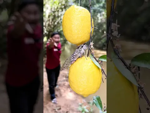 Lemon Hacks for SURVIVAL in a Pinch!