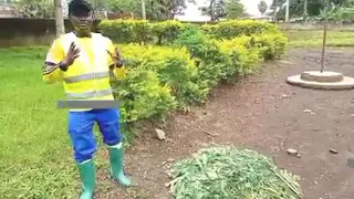 FABRICATION D'UN BIOFERTILISANT LIQUIDE POUR LA PRODUCTION BIOLOGIQUE DES CULTURES MARAICHÈRES.