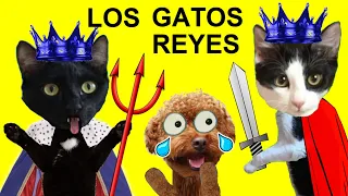 Gato vs perro ¿Quién es 24 horas el Rey o la Reina de la casa? / Videos de gatos Luna y Estrella