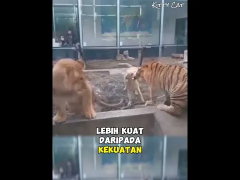 Anjing Yang Memarahi Singa Dan Harimau Berkelahi #anjing #singa #harimau