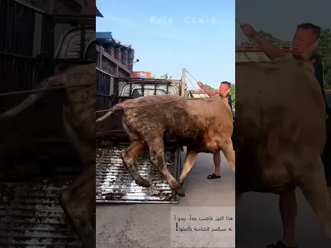 ثور عنيف يهبط من الشاحنة، لا أحد يستطيع إيقافه!