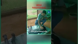 Better india hindi #vosah #paralyseddog